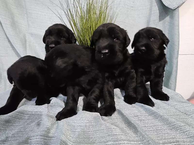 Puppy Name: Champion Giant Schnauzer puppies coming soon