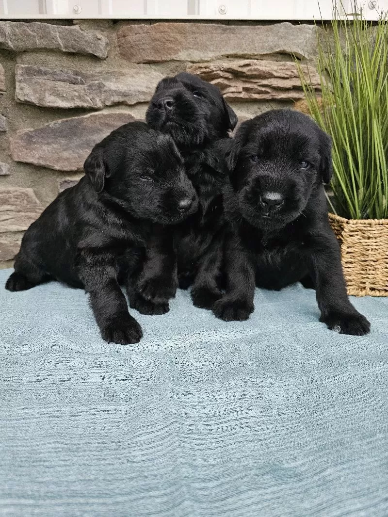 Champion Giant Schnauzer puppies coming soon