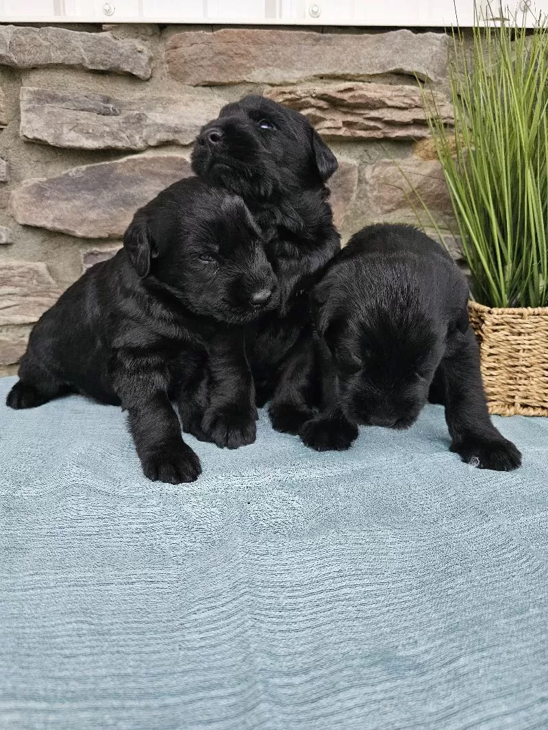 Champion Giant Schnauzer puppies coming soon