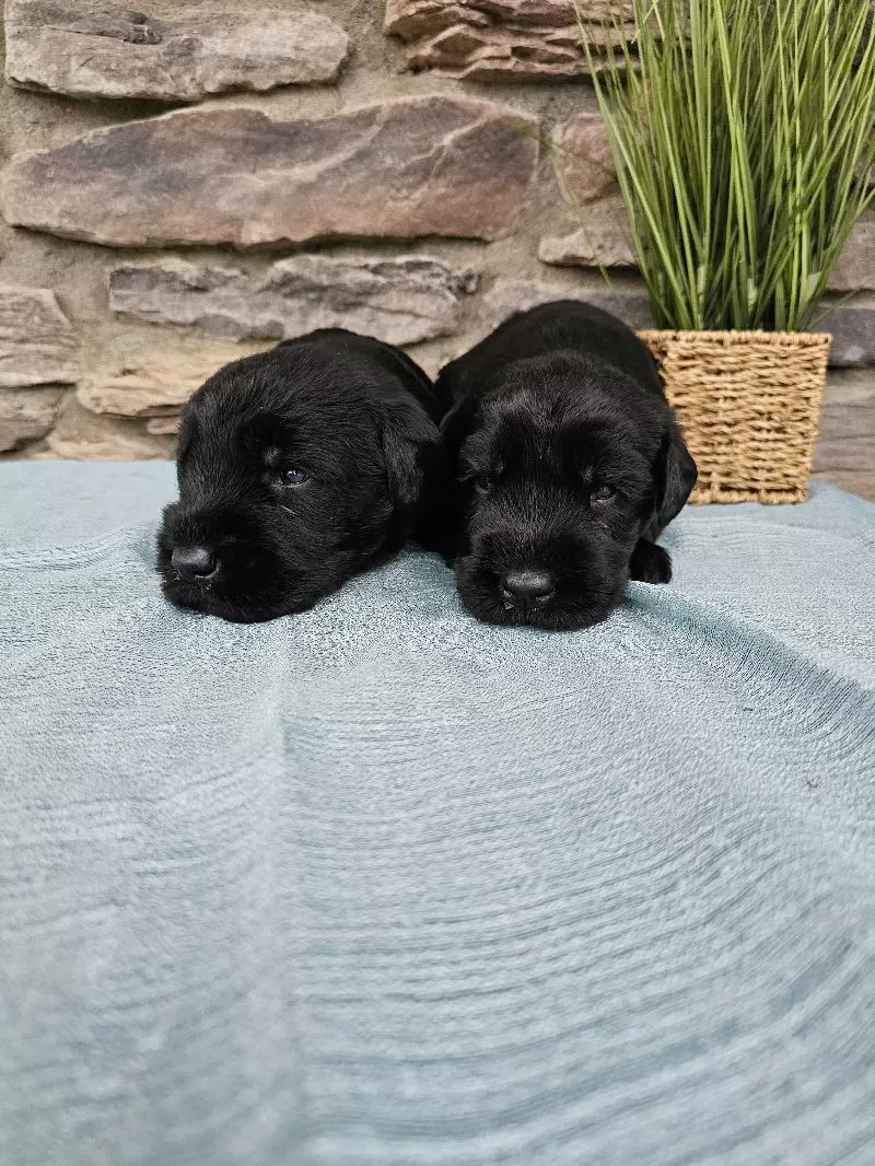 Champion Giant Schnauzer puppies coming soon